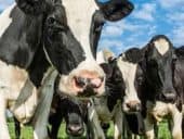 Wisonsin cows staring into the camera