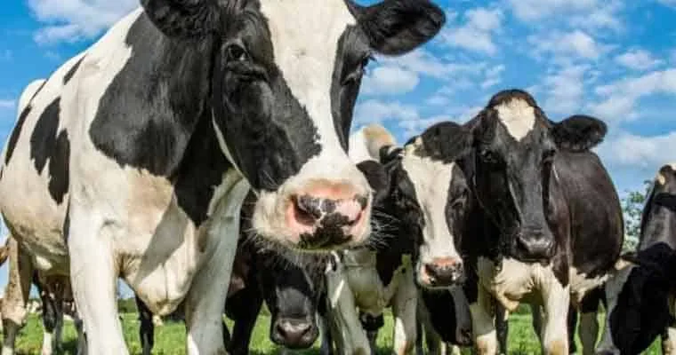 Wisonsin cows staring into the camera