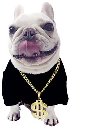 bling dog