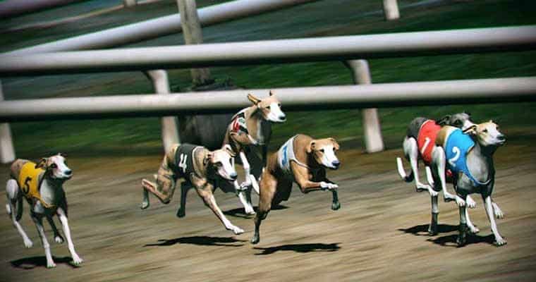 Virtual Greyhounds Racing Towards The Screen