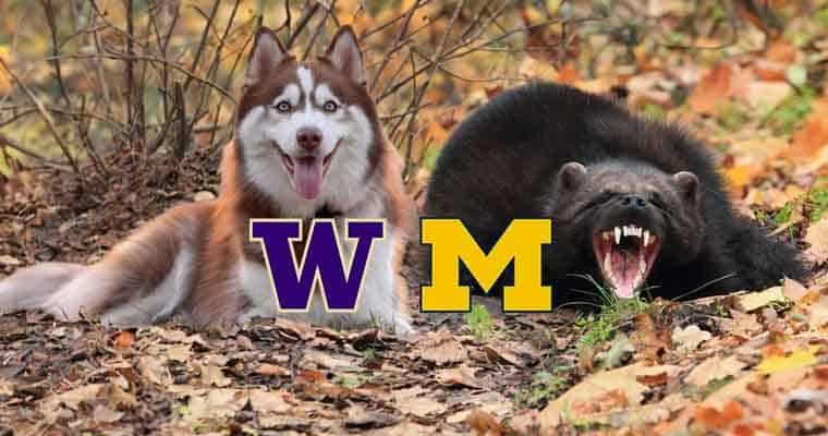 A Washington Huskie and a Michigan Wolverines posing for a picture together