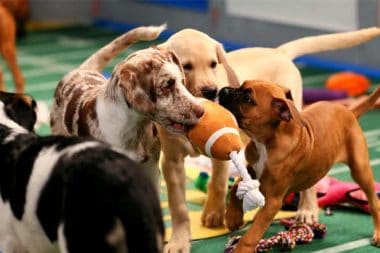 Puppy Bowl