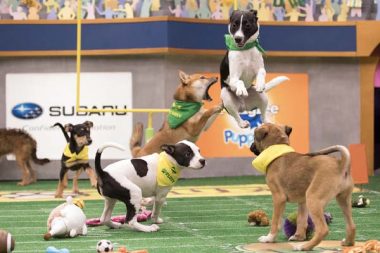 Puppy Bowl