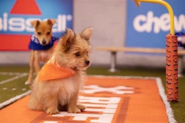 Puppy Bowl